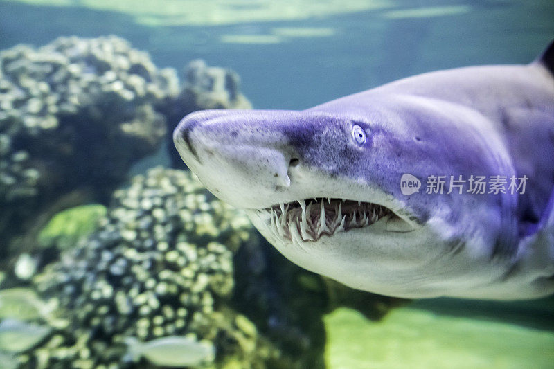 锯齿鲨(carcharias taurus)